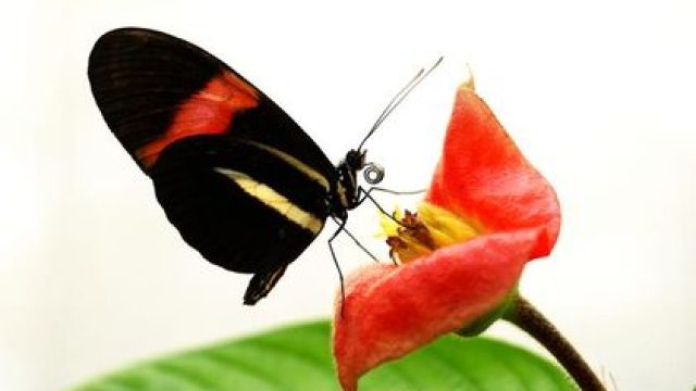 Unlocking Secrets of Longevity: Insights from Unique Butterflies