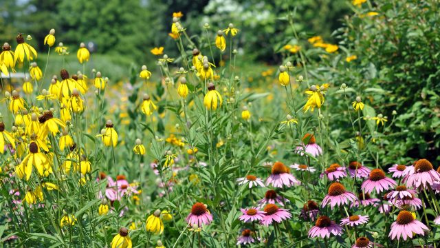 Essential Plants to Consider for Your Garden This July | daftar website yang diblokir kominfo, bangjago88 2, borgata free casino, download ten the secret mission