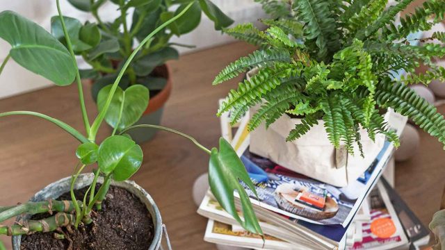 Innovative Gardening Tips to Enhance Your Green Space Today