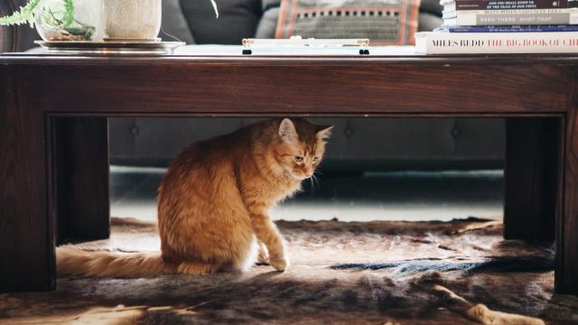 The Ultimate Solution for Cat Litter Box Concealment