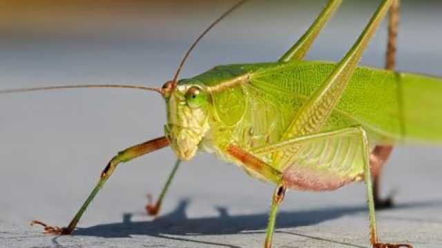 Reviving Jurassic Sounds: A Leap Back to Ancient Insect Chirps