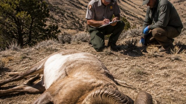 Unexpected Wildlife Deaths Spark Concern at National Monuments | cara daftar qq slot, nama situs judi slot, salju4d slot