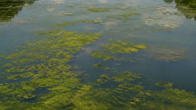Controversy Erupts Over Lincoln Memorial Pool Revamp Amid Algae Growth