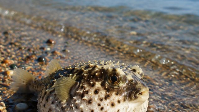 The Rising Threat of Toxic Pufferfish Along Mediterranean Shores