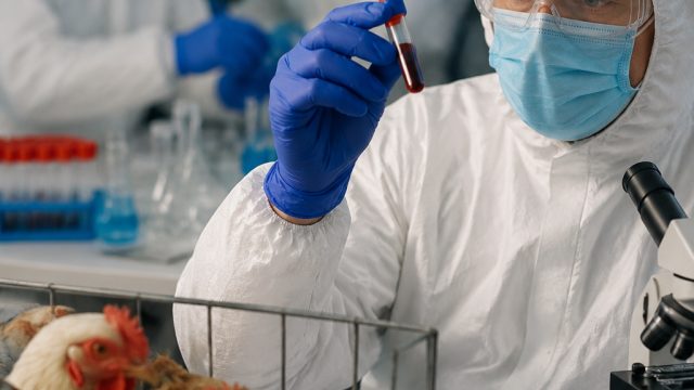 Urgent Update: H5N1 Bird Flu Cases Rise in Australia | abu togel4d, apk slot judi