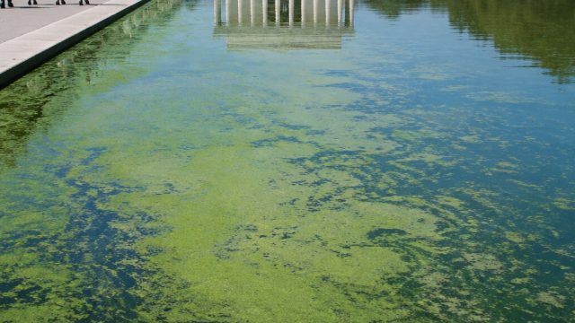 Controversy Erupts as Lincoln Memorial Reflecting Pool Faces Algae Crisis | sofabet88 link alternati